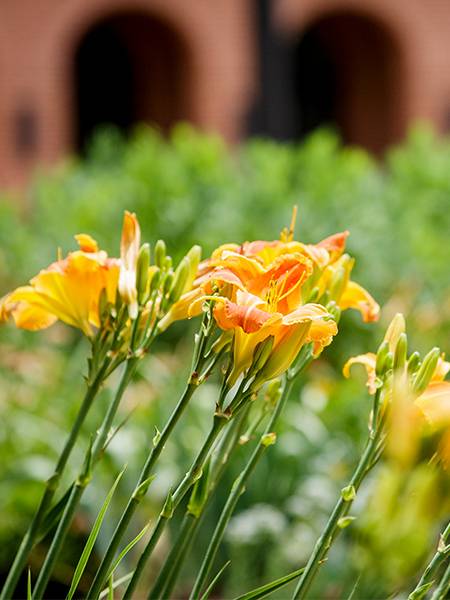 This is alt text for the image